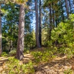 Photo 31 for High Sierra Forest