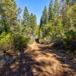 Photo 32 for High Sierra Forest