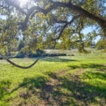 Photo 47 for Gold Rush Bison Ranch