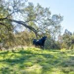 Photo 55 for Gold Rush Bison Ranch