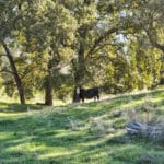 Photo 57 for Gold Rush Bison Ranch