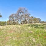 Photo 62 for Gold Rush Bison Ranch