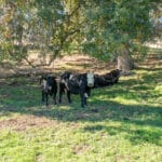 Photo 64 for Gold Rush Bison Ranch