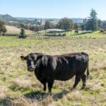 Photo 65 for Gold Rush Bison Ranch