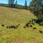 Photo 41 for Gold Rush Bison Ranch