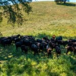Photo 42 for Gold Rush Bison Ranch