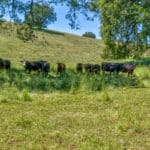 Photo 62 for Gold Rush Bison Ranch