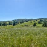 Photo 69 for Gold Rush Bison Ranch