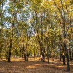 Photo 71 for Hensley Mountain Ranch