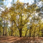 Photo 42 for Hensley Mountain Ranch