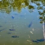 Photo 83 for Hensley Mountain Ranch