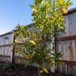 Photo 50 for 257 Tranquil Drive House