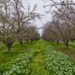 Photo 2 for Avenue 48 & Road 164, Earlimart