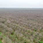 Photo 7 for Avenue 48 & Road 164, Earlimart