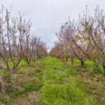 Photo 2 for Avenue 48 & Road 168, Earlimart