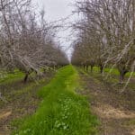 Photo 3 for Avenue 48 & Road 168, Earlimart