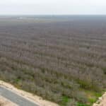 Photo 6 for Avenue 48 & Road 168, Earlimart