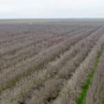 Photo 7 for Avenue 48 & Road 168, Earlimart