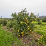 Photo 2 for Road 224 & Avenue 182, Porterville