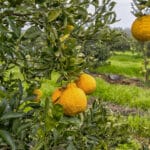 Photo 1 for Road 224 & Avenue 182, Porterville