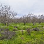 Photo 14 for Road 120, Earlimart