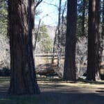 Photo 26 for Cabin on Hat Creek