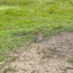 Photo 92 for Rolling Oaks Ranch