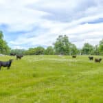 Photo 112 for Rolling Oaks Ranch