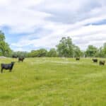 Photo 113 for Rolling Oaks Ranch