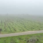 Photo 4 for #1 East Side of Road 208, Porterville