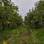 Photo 3 for #1 East Side of Road 208, Porterville