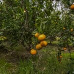 Photo 1 for #1 East Side of Road 208, Porterville