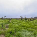 Photo 5 for #2 East Side of Road 208, Porterville