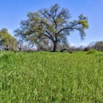 Photo 46 for Lake Ramona Cattle Company