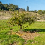 Photo 19 for Mazzini Ranch