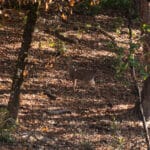 Photo 25 for Mazzini Ranch