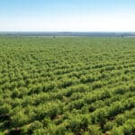 Photo 4 for 5274 Avenue 24, Chowchilla