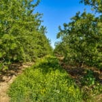 Photo 12 for 5274 Avenue 24, Chowchilla