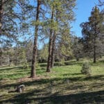 Photo 12 for Scarface Road Parcel 14