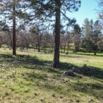 Photo 13 for Scarface Road Parcel 14