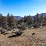 Photo 32 for Scarface Road Parcel 14