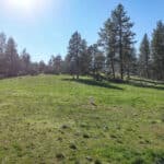 Photo 6 for Scarface Road Parcel 14