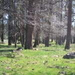 Photo 62 for Foothill Ranch