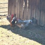 Photo 72 for Foothill Ranch