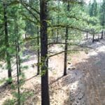 Photo 3 for Big Springs Homesite