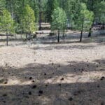 Photo 4 for Big Springs Homesite