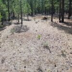 Photo 8 for Big Springs Homesite