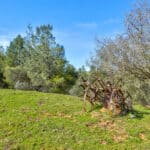 Photo 4 for Trembath Mountain Creekside