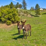 Photo 91 for Trembath Ridgetop Ranch