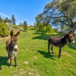 Photo 1 for Trembath Ridgetop Ranch